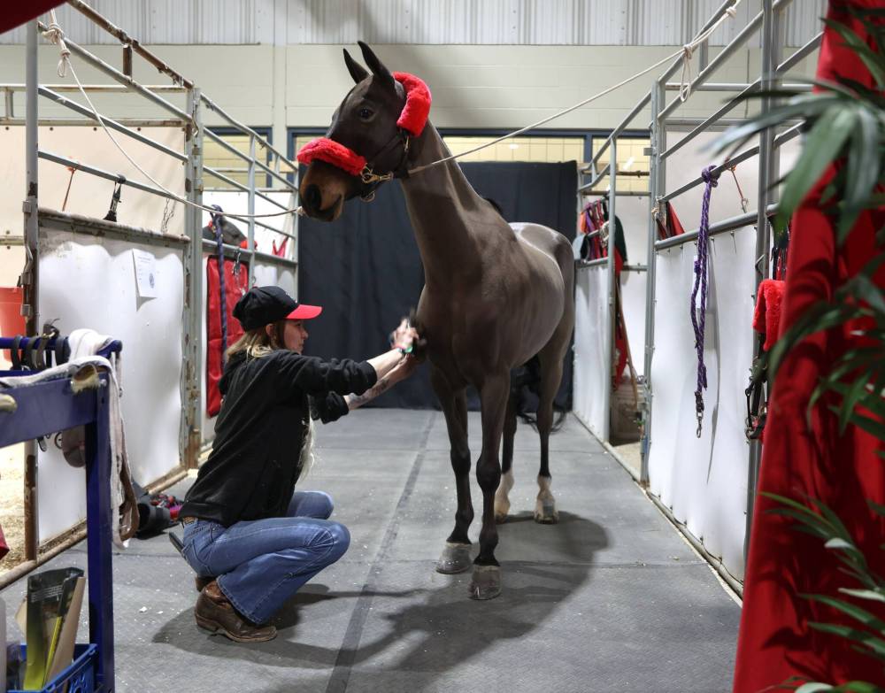 Brooke O’Neill brushes the five-year-old Hackney pony named Heartland Night Watch from Gilbert Farms in preparation of the evening’s competition at the Royal Manitoba Winter Fair on Monday. (Michele McDougall / The Brandon Sun)