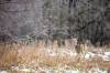 MIKAELA MACKENZIE / FREE PRESS FILES
                                Debate rages about the future of the 22-acre forest near Lemay Avenue, which is nestled against the Red River in St. Norbert.