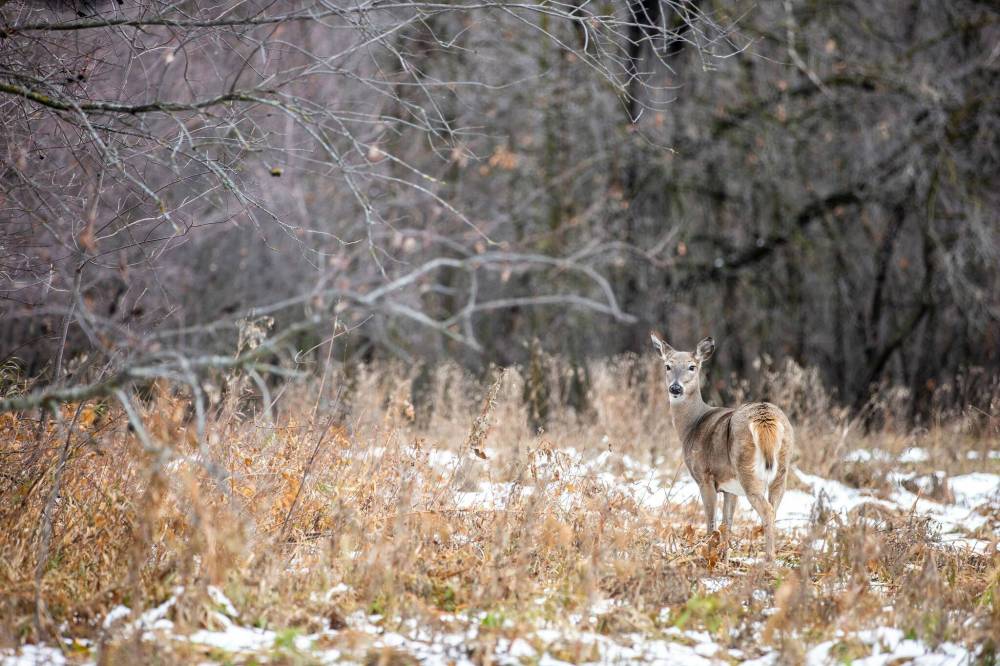 MIKAELA MACKENZIE / FREE PRESS FILES
Debate rages about the future of the 22-acre forest near Lemay Avenue, which is nestled against the Red River in St. Norbert.
