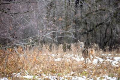 MIKAELA MACKENZIE / FREE PRESS FILEs
                                Debate rages about the future of the 22-acre forest near Lemay Avenue, which is nestled against the Red River in St. Norbert.