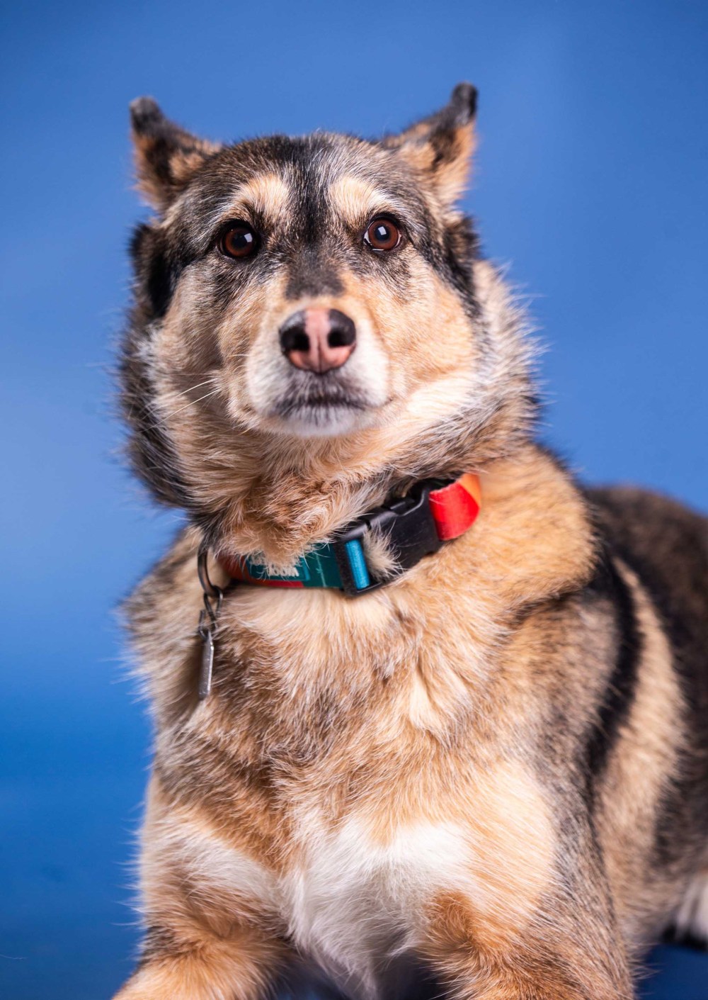 MIKAELA MACKENZIE / FREE PRESS
“Meat, meat, meat,” is what Quinn was probably thinking when presented with Bison Bark's jerky.
