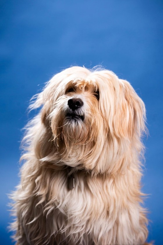 Leesa's Oliver (Mikaela MacKenzie / Free Press)