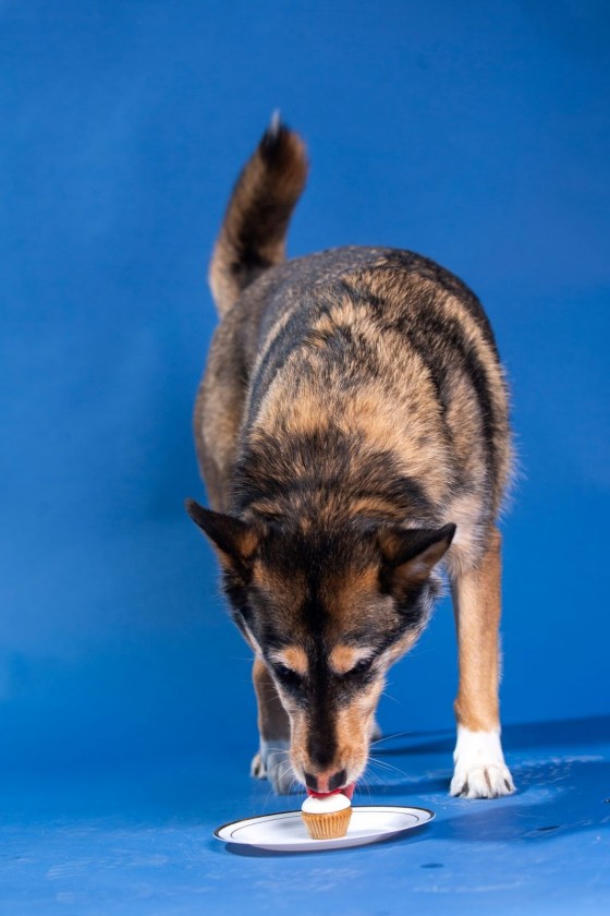 Quinn (Mikaela MacKenzie / Free Press)