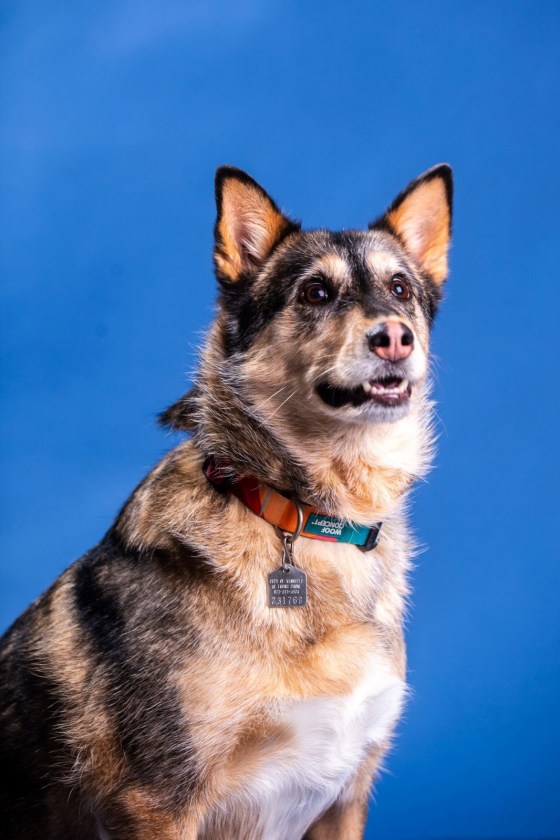 Quinn (Mikaela  MacKenzie / Free Press)