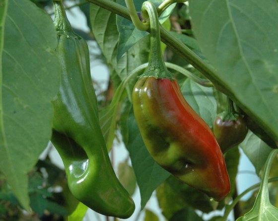 Big Jim Hot Pepper is the stuff of legends.(Wikimedia Commons)