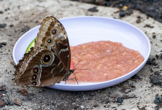 Butterfly feeding station using mashed overripe fruit. (Darlene Stack photo)
