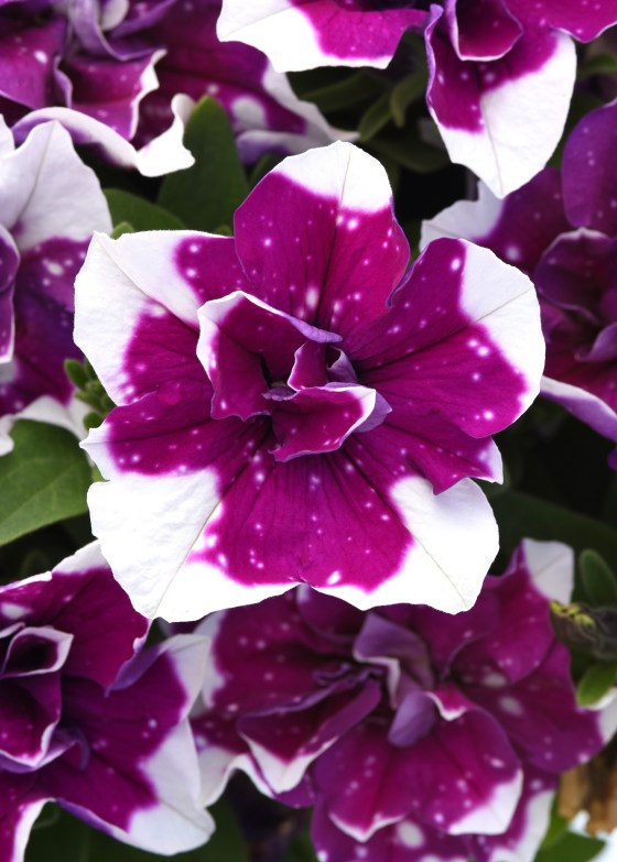 SweetSunshine Magenta Sky Petunia is the first double-flowered sky-patterned petunia. (Ball Horticultural photo)