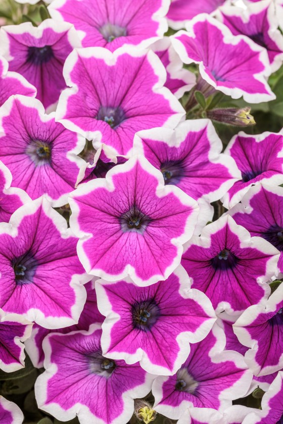 Supertunia Hoopla Vivid Orchid Petunia is new for 2024. (Proven Winners photo)