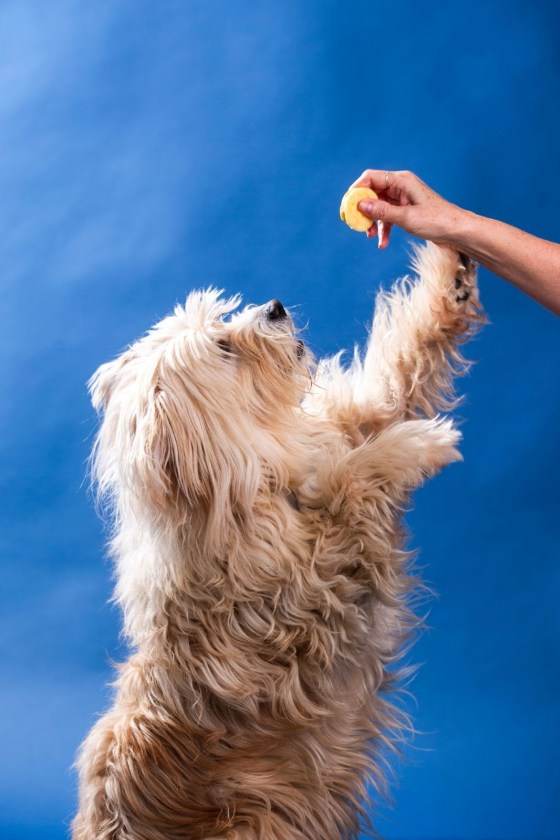 Oliver (Mikaela MacKenzie / Free Press)