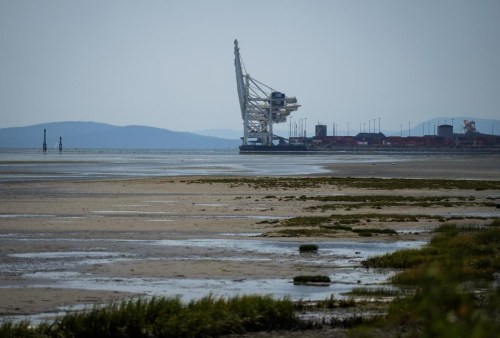 The B.C. company that operates Canada's largest container terminal is going to court against the federal government to keep five years worth of greenhouse-gas emissions data from the facility secret. Gantry cranes used to load and unload cargo containers from ships sit idle at Global Container Terminals at Deltaport, in Delta, B.C., Friday, July 7, 2023. THE CANADIAN PRESS/Darryl Dyck