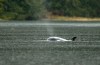 An orphaned orca calf surfaces in a lagoon where its pregnant mother died over two weeks ago on a nearby sandbar, near Zeballos, B.C., on Monday, April 8, 2024. THE CANADIAN PRESS/Chad Hipolito