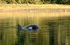 A female orphaned two-year-old orca calf known as kwiisahi?is or Brave Little Hunter, a name given by the Ehattesaht First Nation, continues to live in a lagoon near Zeballos, B.C., on Tuesday, April 9, 2024. THE CANADIAN PRESS/Chad Hipolito