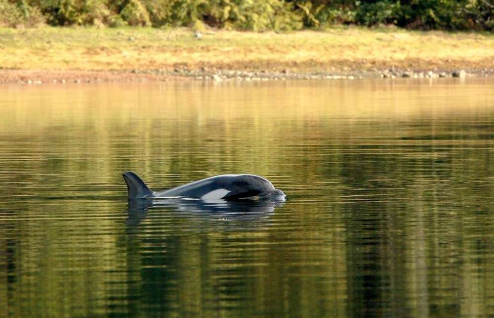 A female orphaned two-year-old orca calf known as kwiisahi?is or Brave Little Hunter, a name given by the Ehattesaht First Nation, continues to live in a lagoon near Zeballos, B.C., on Tuesday, April 9, 2024. THE CANADIAN PRESS/Chad Hipolito