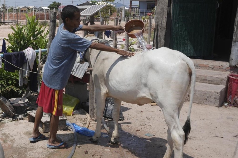 Yem Sam-eng, 43, pours water over his cow for bathing at his home in Run Ta Ek village in Siem Reap province, northwestern Phnom Penh, Cambodia, Tuesday, April 2, 2024. Thailand, Cambodia and other countries in this region are celebrating with their annual water festivals as they also suffer through the global heat wave. (AP Photo/Heng Sinith)