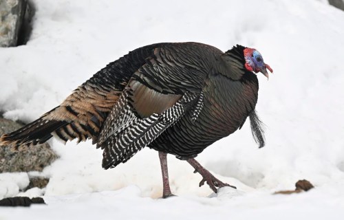 A Quebec regional health authority says no residents were impacted after a wild turkey broke in to a long-term care centre south of Quebec City over the weekend. A wild turkey is shown at the Falardeau Zoo and refuge in Saint-David-de-Falardeau, Que., on Friday, April 7, 2023. THE CANADIAN PRESS/Jacques Boissinot