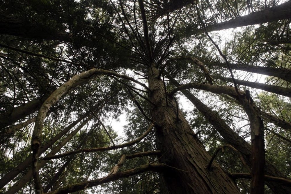 A Grand Fir tree at Francis/King Regional Park in Saanich, B.C., is shown on Thursday, May 26, 2016. British Columbia officials are celebrating the planting of 10 billion seedlings since reforestation efforts began nearly a century ago. THE CANADIAN PRESS/Chad Hipolito