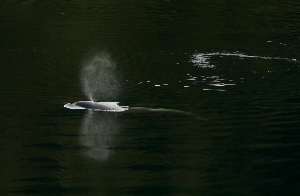A Vancouver Aquarium expert who's been involved in attempts to rescue an orphaned orca says the calf may be feeding on fish in the B.C. lagoon where she's been trapped for more than three weeks. A rescue team stood down after an attempt to capture and relocate the calf was unsuccessful on Friday. THE CANADIAN PRESS/Chad Hipolito