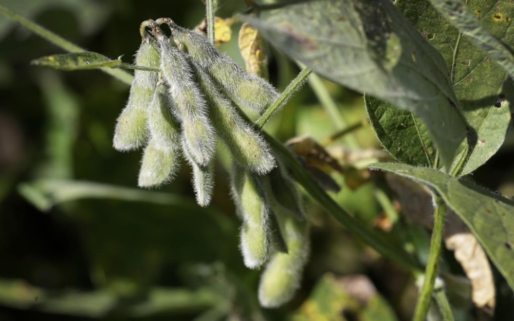 FILE - Soybeans are seen in a field on a farm, Friday, Sept. 2, 2016, in Iowa. The maker of a popular weedkiller is turning to lawmakers in key states to try to squelch legal claims that it failed to warn about cancer risks. (AP Photo/Charlie Neibergall, File)