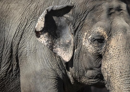 The Senate legal affairs committee has rejected a motion calling for it to take a $50,000 field trip to the African Lion Safari in southern Ontario to see the zoo's elephant exhibit, as it studies a government bill that would prohibit new captivity and breeding of elephants and great apes without a license that shows it is for conservation, science or the animal’s welfare. Lucy the elephant at the Edmonton Valley Zoo, in Edmonton on Tuesday March 21, 2023. THE CANADIAN PRESS/Jason Franson