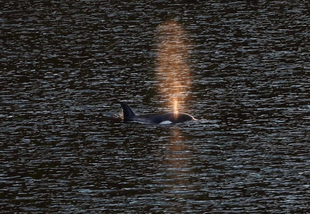A rescue operation for an orca calf trapped in a remote tidal lagoon off Vancouver Island has been put on hold after it started eating seal meat thrown in the water for what is believed to be the first time. The two-year-old female orca calf, named kwiisahi?is, or Brave Little Hunter, by the Ehattesaht First Nation, is spotted at Little Espinosa Inlet near Zeballos, B.C., Friday, April 19, 2024. THE CANADIAN PRESS/Chad Hipolito