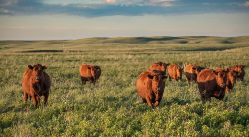 The McIntyre Ranch in southern Alberta is shown in this undated handout image provided by the Conservancy of Canada. An agreement to protect a sprawling ranch in southern Alberta from development is the largest of its kind in the country, the Nature Conservancy of Canada says, and will allow the family that owns it to continue raising cattle there. THE CANADIAN PRESS/HO-Conservancy of Canada-Leta Pezderic
**MANDATORY CREDIT **