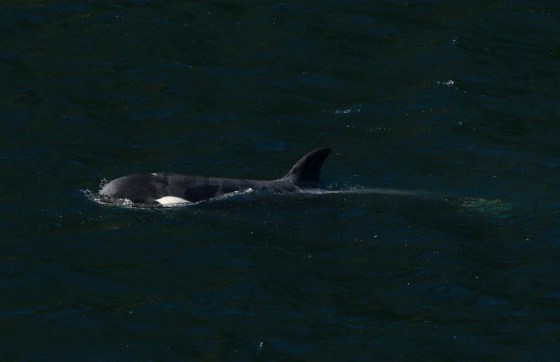 A two-year-old female orca calf at the Little Espinosa Inlet near Zeballos, B.C., on Friday. (Chad Hipolito / The Canadian Press files)