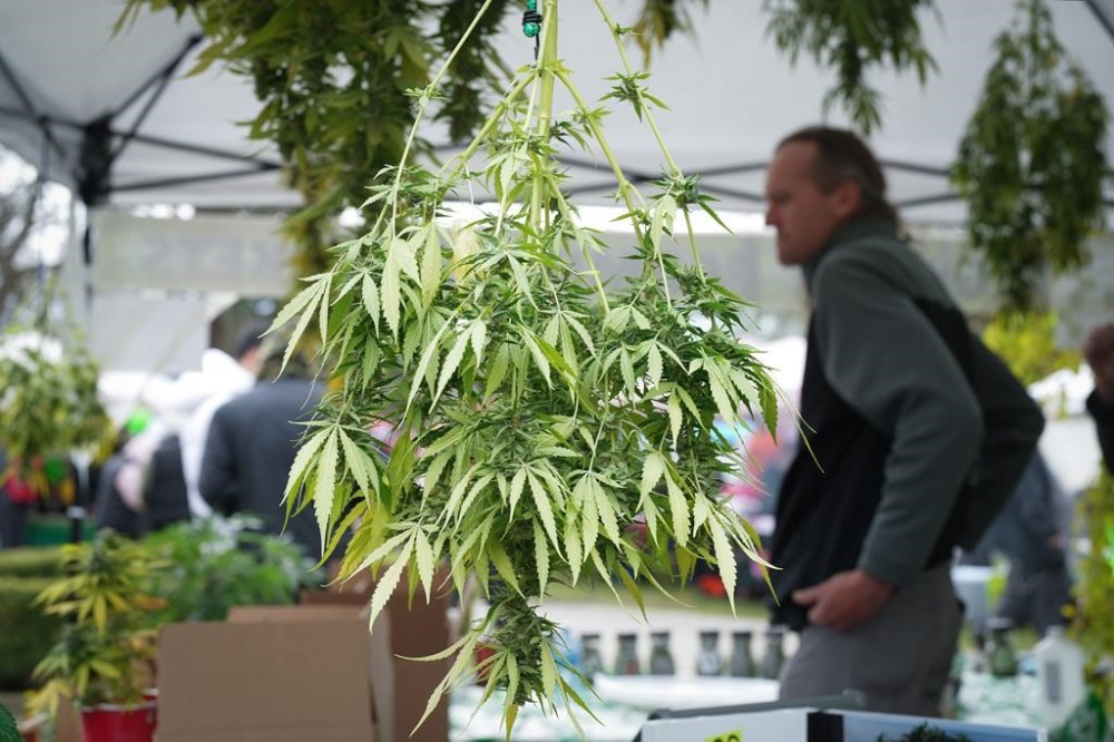 The head of a B.C. cannabis growers group says Vancouver's choice to discourage instead of sanction 4-20 celebrations over the weekend was a costly