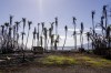 FILE - Wilted palm trees line a destroyed property from the August wildfires, Friday, Dec. 8, 2023, in Lahaina, Hawaii. Several days after the Hawaii attorney general’s office released an outside report that flagged communications issues in the response to a deadly August wildfire, Maui County officials pushed back and offered “clarifications” on some of the report’s details. (AP Photo/Lindsey Wasson, File)