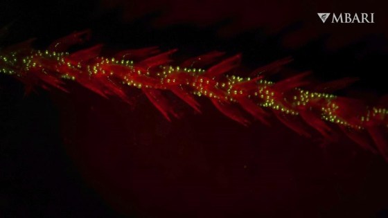 Bioluminescence in the sea whip coral Funiculina sp. observed under red light in a laboratory. (Manabu Bessho-Uehara / MBARI via The Associated Press)