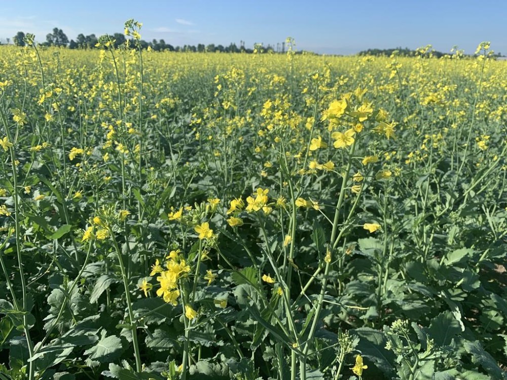 Winter canola is seen in an undated handout photo at an Ontario farm. THE CANADIAN PRESS/HO-Jennifer Doelman *MANDATORY CREDIT*