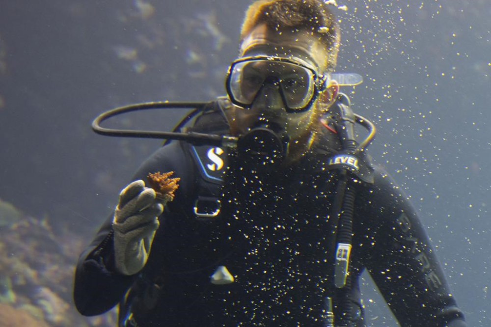 Divers with gloved hands gently nestled the first self-bred corals from the World Coral Conservatory project amongst their cousins in Europe's largest coral reef at the Burgers' Zoo in Arnhem, eastern Netherlands, Monday, April 22, 2024. (AP Photo/Peter Dejong)