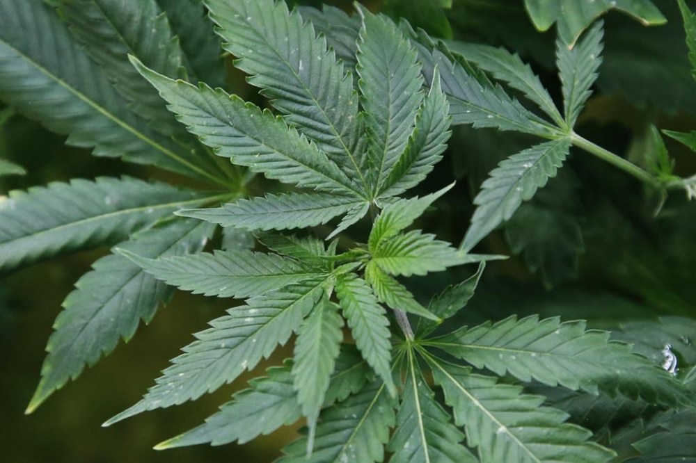 FILE - Marijuana plants are pictured at a growing facility in Oklahoma City, Feb. 26, 2020. (AP Photo/Sue Ogrocki, File)