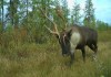 Research suggests climate change, not habitat loss, may be the biggest threat to the survival of threatened caribou herds. A caribou moves through the Algar region of northeastern Alberta in September 2017 in a handout photo. THE CANADIAN PRESS/HO-University of British Columbia-Cole Burton MANDATORY CREDIT