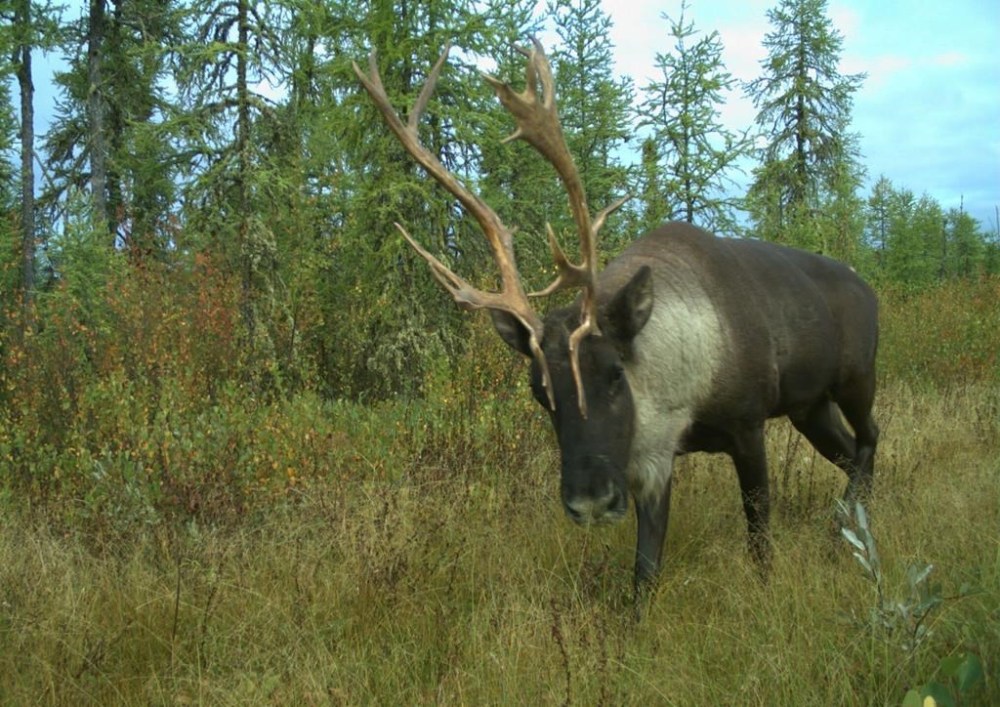 Research suggests climate change, not habitat loss, may be the biggest threat to the survival of threatened caribou herds. A caribou moves through the Algar region of northeastern Alberta in September 2017 in a handout photo. THE CANADIAN PRESS/HO-University of British Columbia-Cole Burton MANDATORY CREDIT