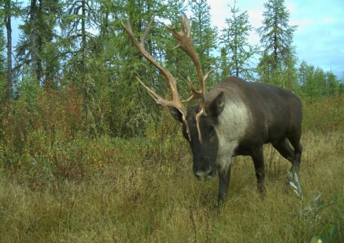 Research suggests climate change, not habitat loss, may be the biggest threat to the survival of threatened caribou herds. A caribou moves through the Algar region of northeastern Alberta in September 2017 in a handout photo. THE CANADIAN PRESS/HO-University of British Columbia-Cole Burton MANDATORY CREDIT