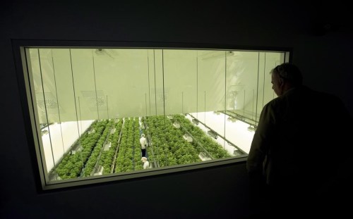 Staff work in a marijuana grow room at Canopy Growth's Tweed facility in Smiths Falls, Ont., on Thursday, Aug. 23, 2018. Canadian cannabis stocks are soaring after the U.S. Drug Enforcement Administration said it will reclassify marijuana as a less dangerous drug. THE CANADIAN PRESS/Sean Kilpatrick