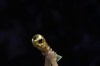 The federal government is set to announce funding to help Toronto host six matches at the 2026 FIFA World Cup. Team Argentina celebrate with the trophy at the World Cup final soccer match between Argentina and France at the Lusail Stadium in Lusail, Qatar, Sunday, Dec. 18, 2022. THE CANADIAN PRESS/AP-Frank Augstein