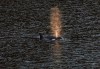 The Fisheries Department says its monitoring and patrolling ocean waters off northwest Vancouver Island to ensure boat traffic doesn't interfere with an orphan killer whale calf's ability to reunite with its extended family. A two-year-old female orca calf, named kwiisahi?is, or Brave Little Hunter, by the Ehattesaht First Nation, is spotted at the Little Espinosa Inlet near Zeballos, B.C., Friday, April 19, 2024. THE CANADIAN PRESS/Chad Hipolito