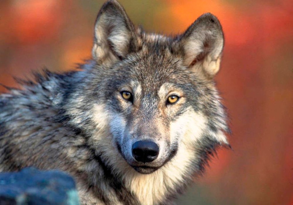 FILE - This photo provided by the U.S. Fish and Wildlife Service shows a gray wolf, April 18, 2008. A judge on Monday, May 6, 2024, dismissed a lawsuit filed by animal welfare advocates seeking to invalidate Wisconsin’s new wolf management plan. (Gary Kramer/U.S. Fish and Wildlife Service via AP, File)