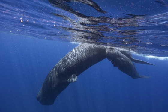 A sperm whale and her calf swim off the coast of Dominica in March. (Samuel Lam via The Associated Press files)
