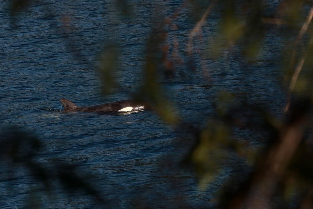 A reported sighting of an orca pod off Vancouver Island near where an orphan killer whale is spending her time after escaping from a lagoon has an expert expressing caution and downplaying a possible family reunion. A two-year-old female orca calf, named kwiisahi?is, or Brave Little Hunter, by the Ehattesaht First Nation, is spotted at the Little Espinosa Inlet near Zeballos, B.C., Friday, April 19, 2024. THE CANADIAN PRESS/Chad Hipolito