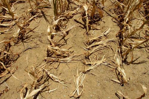 Seth Perlman / The Associated Press files
                                Corn stalks struggle from lack of rain and a heat wave in Farmingdale, Ill., July 16, 2012.