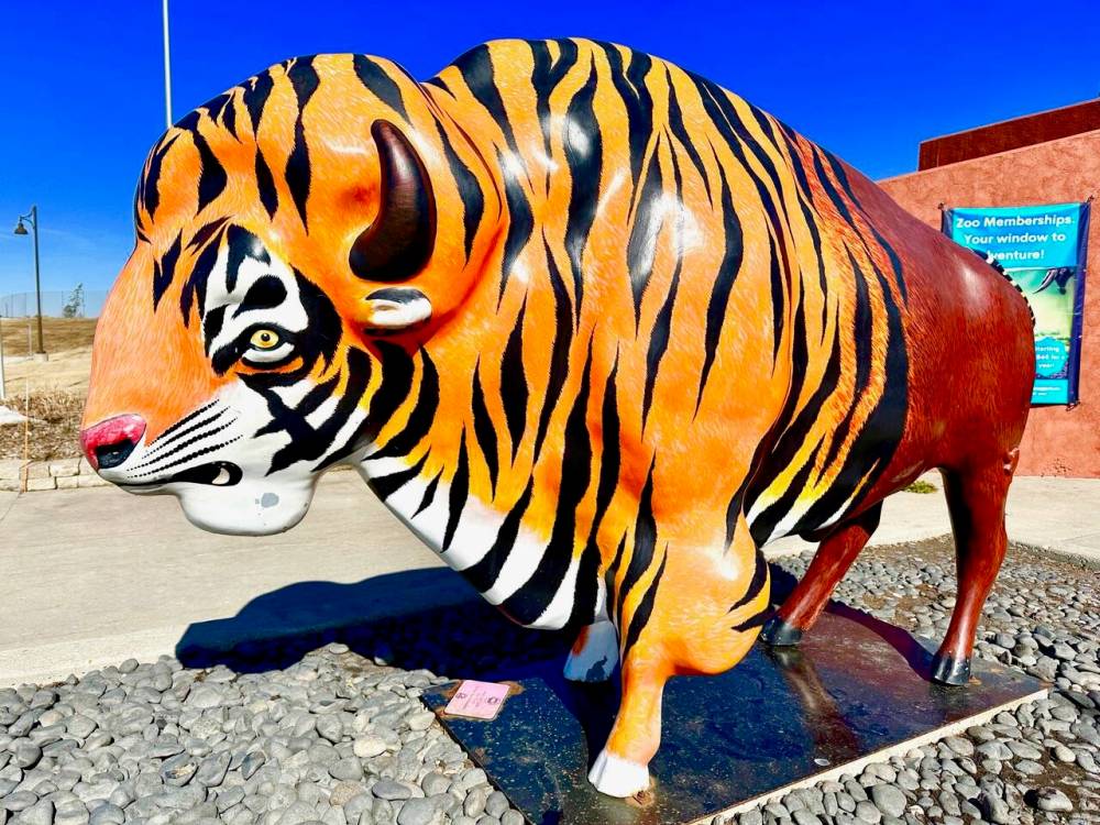 Ponder Red River Zoo’s weirdly mutant Tigalo.