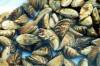 THE CANADIAN PRESS FILES
                                Zebra mussels were first detected in Manitoba in 2013 in Lake Winnipeg, and have slowly spread to other waterways through “human-induced movement” such as attaching to boats and other watercraft according to the province.