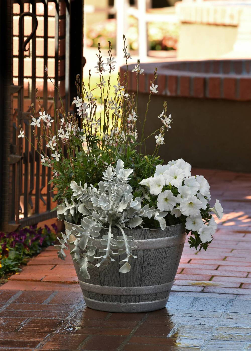 Darwin Perennials
                                Centaurea Silver Swirl, new for 2024, is the ultimate silver-foliage accessory for your container designs.