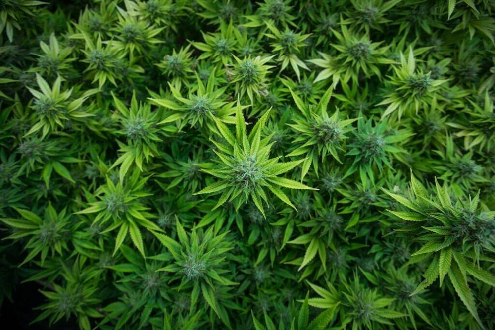 A small legal medical grow-op in Mission, B.C. (Darryl Dyck / The Canadian Press files)