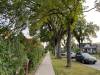 Don’t bury the tree bylaws