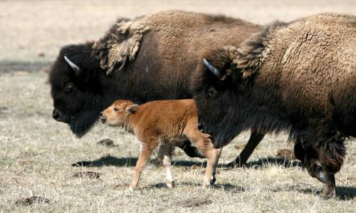 MIKE DEAL / FREE PRESS
                                FortWhyte Alive hosts a guided baby bison walk on Mother&rsquo;s Day, along with a brunch.