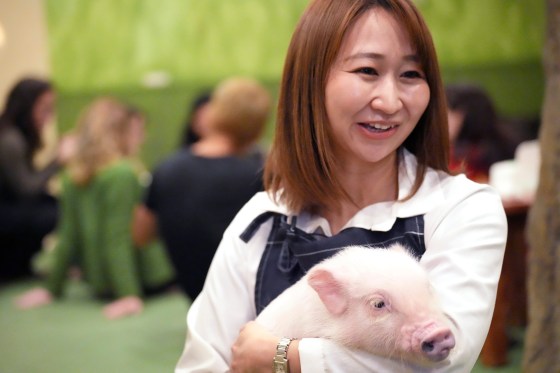 Shiho Kitagawa, an executive at a mipig cafe, holds a pig Wednesday, Jan. 24, 2024, in Tokyo. The pigs, a miniature breed, trotted about the room, looking for a cozy lap to cuddle up. Customers pay $15 for the first 30 minutes and a reservation is required. (Eugene Hoshiko / The Associated Press))