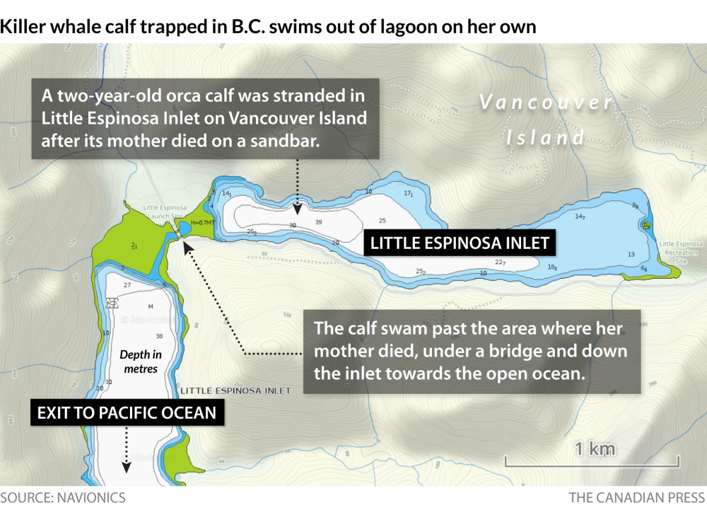 The orca calf swam past the area where her mother died, under a bridge and down the inlet
